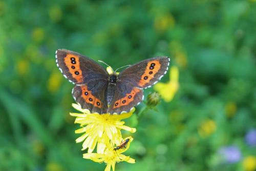 Erebia ligea